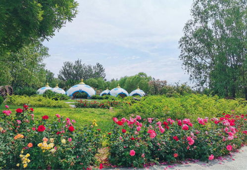 各色月季竞相绽放， 丰台美不胜收