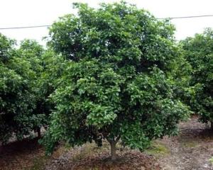 大叶女贞的移植季节以春季新芽萌动前为宜， 移栽需带苗木地径8至10倍大的土球，浅耕20厘米至30厘米，耕后用1∶1000的高锰酸钾喷洒地面起到消毒的作用。作床，根据预定苗木间距作梗，梗间距以利于栽植和灌溉为准。用平耙平床，以无碎石、瓦砾为准。根据地势采用自然排水，要求排水顺畅。