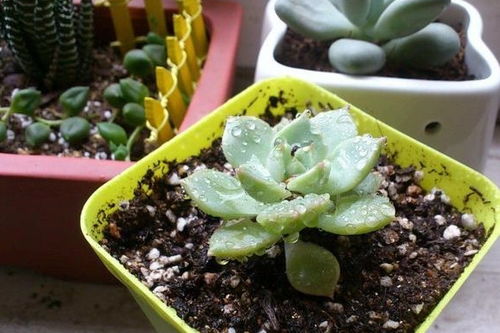 植物虫害处理技巧