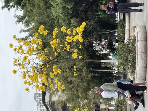 为什么春天盛开