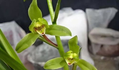 黄叶子兰草与兰草叶子黄，是同一种植物吗？