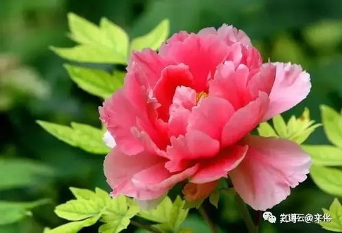 芍药花语：爱情之花