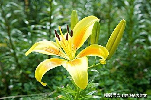 “纯洁的百合花代表怎样的魅力，能让人如此着迷呢