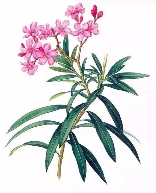 “夹竹桃”读作“jiā zhú