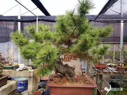 选择合适的种植地点