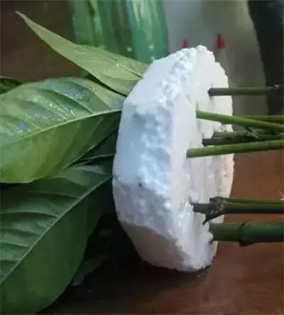 栀子花种子发芽时间不定，受温度、湿度等因素影响