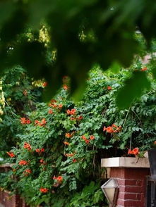 凌霄花和水泥墙的故事