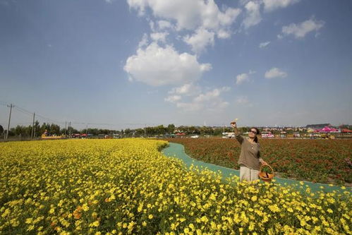 格桑花，承载藏族信仰与情感
