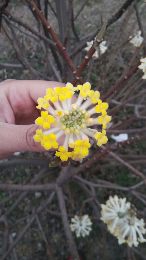 春天盛开的花儿特点揭秘