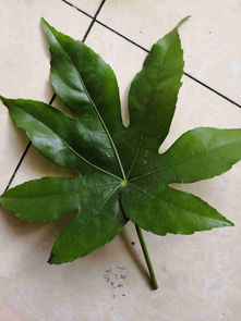 树叶形状多样，名称各异