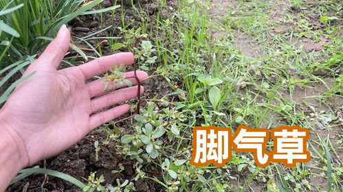 荸荠草，这玩意儿咋长呢？