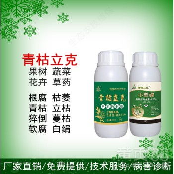 ③ 果实长黑斑——早疫病在作妖