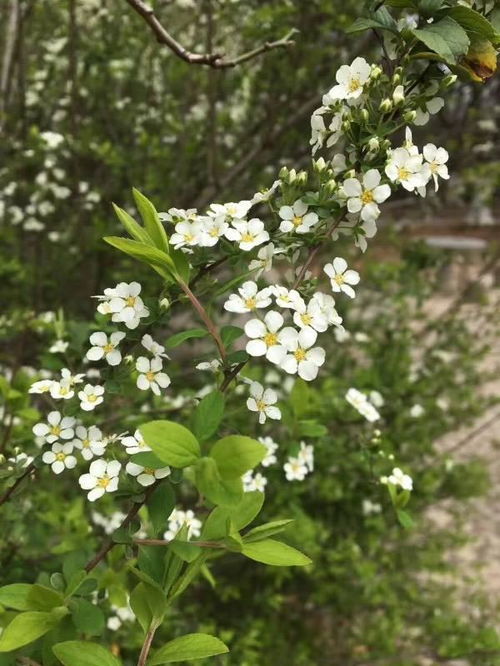 有毒植物也美丽