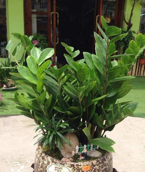 植物摘心：木本与草本的区别