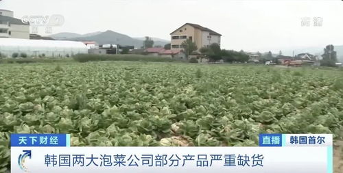 喷洒乙草胺后种白菜，行不行？