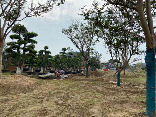 鄢陵花卉市场：花团锦簇中的致富梦想