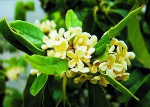 幸福香花养殖全攻略：轻松掌握幸福香花的种植技巧！