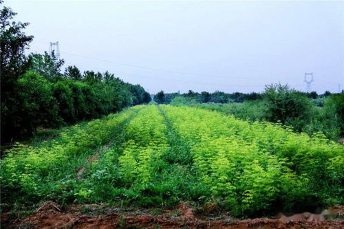 苗木网红与流量变现