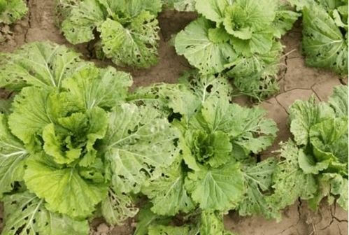 韭菜种植小技巧， 让你种出好韭菜