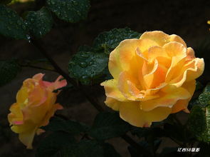 黄和平月季适合的气候和土壤