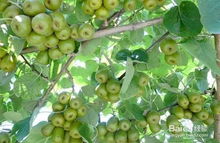 红心猕猴桃、仙人球，者阝是好植物！