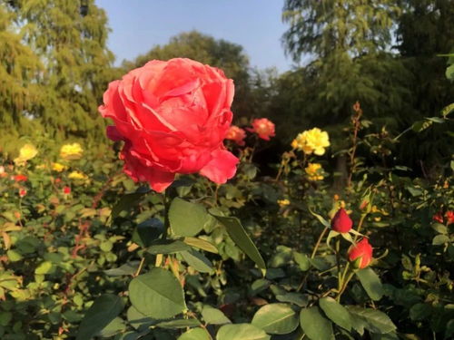 月季冬修， 那些你不知道的秘密