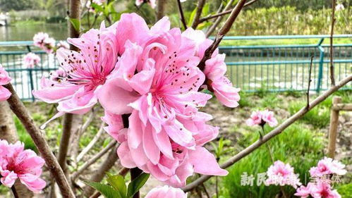 花儿们的悄悄话