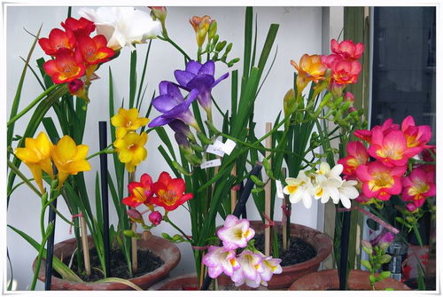 香雪兰的清幽香气