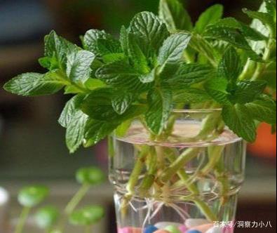 合果芋：变色龙般的水培佳选