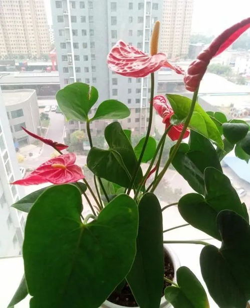 红掌缺水了吗？为什么不能喷水了