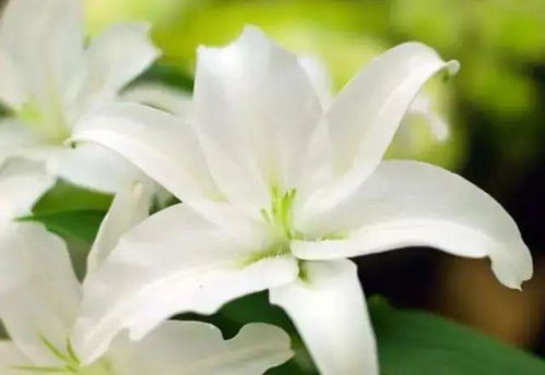 百合花寓意纯洁高雅，象征爱情与美好