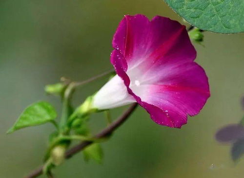 牵牛花语：放下过往，心如初绽放