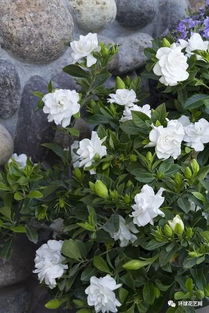 瑞香花，寓意着温馨与坚韧
