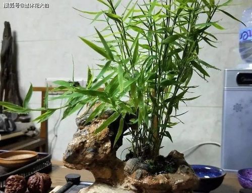 第四步：施肥要讲究