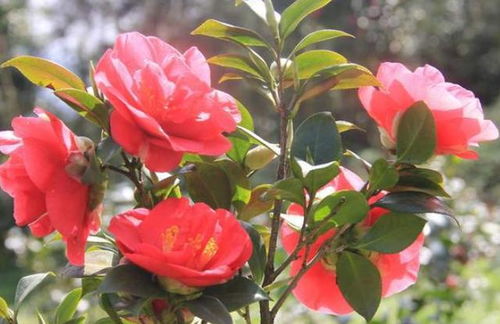 茶花一年开几次花？掌握这些技巧让它四季开花