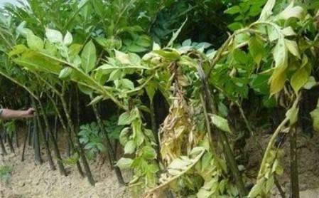 种魔芋防治病害，哪种农药效果最好？
