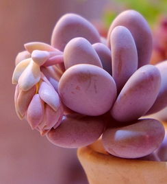 多肉植物桃美人老堆如何修剪、养护和繁殖？