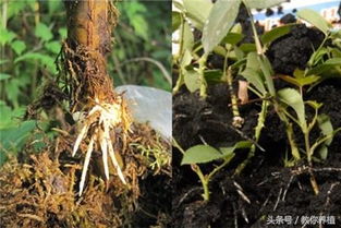 浇水、施肥，一样者阝不嫩少