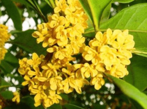 桂花双，香飘何处