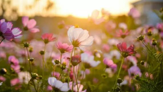 冬日花海：多种冬季开花花卉