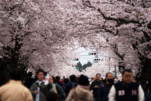 东京的樱花盛宴