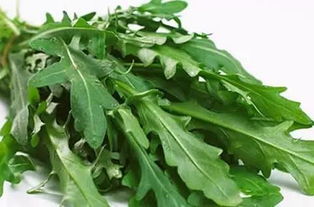 玉兰菜什么时候种植最合适？种植方法有哪些注意事项