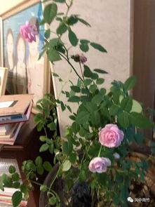 月季花的花语：丰富多样，寓意深远