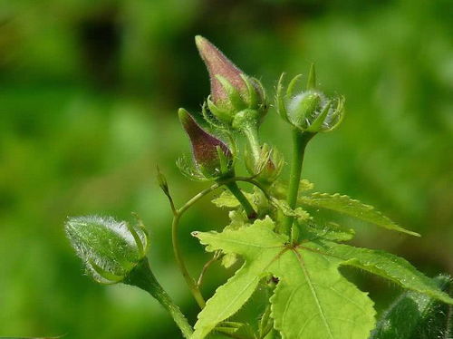 雪里红和芥疙瘩种子是否相同？需了解其植物学特征