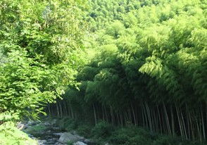 四步催芽法，提速60天成林