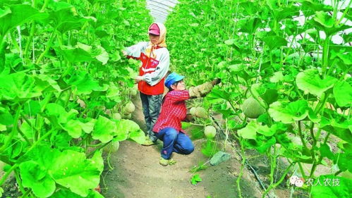 使用烯酰吗啉复配三环唑， 病害防治有妙招
