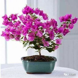 阳台养花心得，让花草美丽生长