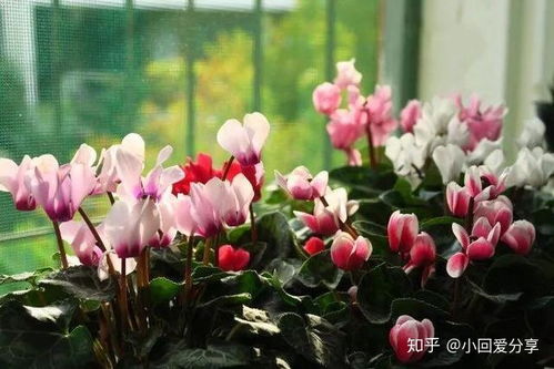 仙客来开花后如何让它持续绽放