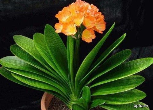 君子兰烂根的烦恼，多菌灵来帮忙！