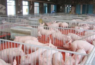 养猪15个小土方，有哪些既实用又经济实惠的方法？